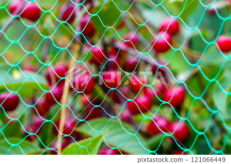 Blurred ripe cherries on the cherry tree with protective netting to keep birds from eating the fruit Blurred ripe cherries on the cherry tree with protective netting to keep birds from eating the fruit 121066449