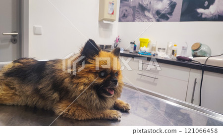 An adult dog at a veterinarian's appointment. Old tact in the veterinary clinic at the doctor's appointment 121066458