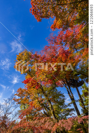 Colorful Japanese maple leaves in the sunlight in Eikando Temple Garden autumn season , Kyoto, Japan. Colorful Japanese maple leaves in the sunlight in Eikando Temple Garden autumn season , Kyoto, Japan. 121066693