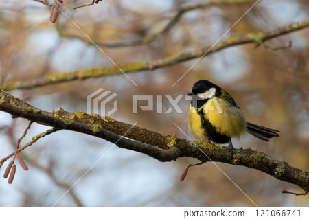 Tit bird on branch. Tit close up. Tit bird on branch. Tit close up. 121066741