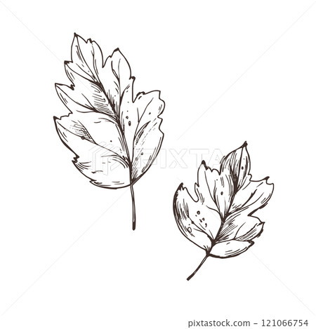 Two maple leaves autumn season. Line art graphic hand drawn brown ink monochrome. Set of isolated EPS elements vector illustration 121066754