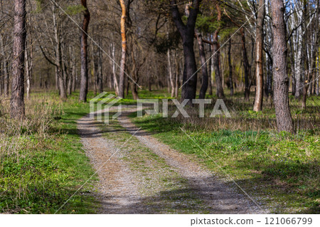 A winding dirt path leads through a serene forest with tall trees and lush greenery. The sunlight filters through the branches, creating a peaceful and inviting natural scene. 121066799