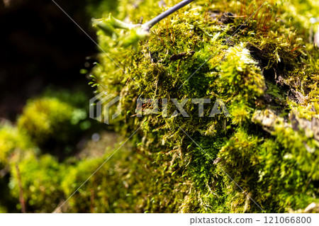 A close-up image of vibrant green moss growing on a surface, detailed with fine textures and small twigs scattered across, showcasing the richness of nature microenvironment. A close-up image of vibrant green moss growing on a surface, detailed with fine textures and small twigs scattered across, showcasing the richness of nature microenvironment. 121066800