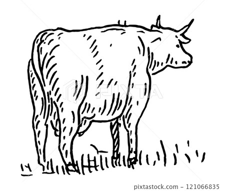 Cow. Vintage vector engraving illustration. Isolated on white 121066835