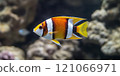 Yellow white striped tropical sea fish underwater on coral reef. Aquarium oceanarium wildlife colorful marine landscape nature photo, selective focus 121066971