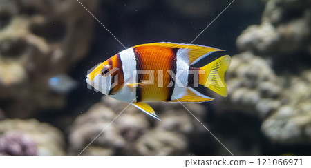Yellow white striped tropical sea fish underwater on coral reef. Aquarium oceanarium wildlife colorful marine landscape nature photo, selective focus 121066971