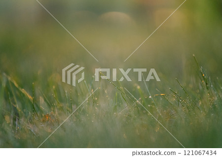 A field with lush grass covered in water droplets 121067434