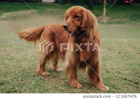 A brown dog stands in the grass with its tongue out 121067476