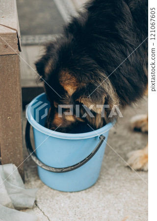 A dog is happily drinking refreshing water from a blue bucket 121067605