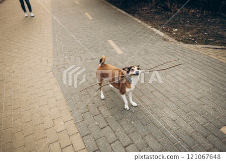 A person is walking their dog on a leash along a sidewalk area A person is walking their dog on a leash along a sidewalk area 121067648