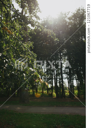 The bright sun is shining through the tall trees in the forest 121067719