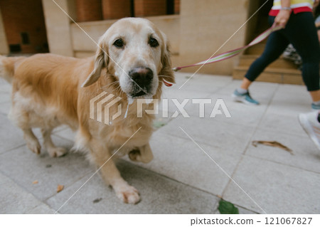A woman is leisurely walking her dog on a leash along a sidewalk 121067827