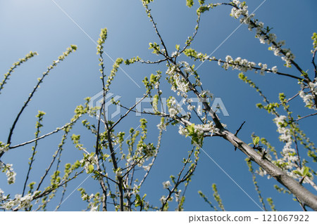 A tree with white flowers and green leaves contrasts the blue sky 121067922