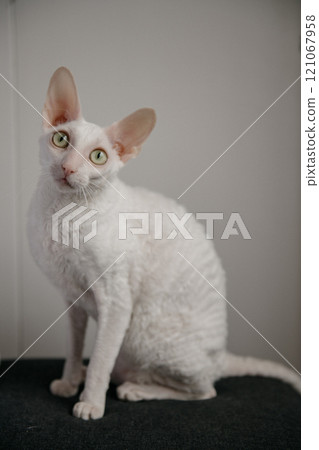 A fluffy white cat with green eyes is sitting on a black couch 121067958