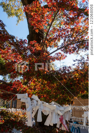 Shorinzan Darumaji Temple, the divine lottery tied together Shorinzan Darumaji Temple, the divine lottery tied together 121068008