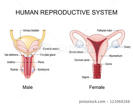 Human Reproductive System 121068168