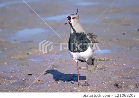 Southern lapwing perched on the sand , in the beach Southern lapwing perched on the sand , in the beach 121068202