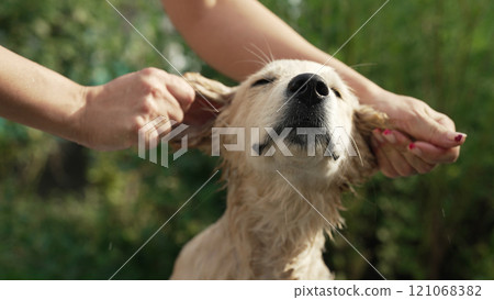 Woman Owner Washes Golden Retriever Puppy In Summer Garden In Bath 121068382