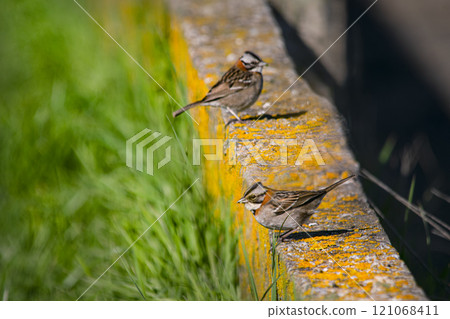 Rufous-collared sparrow perched on a yellow wall Rufous-collared sparrow perched on a yellow wall 121068411