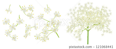 Elderberry flower or Sambucus nigra isolated on a white background. 121068441