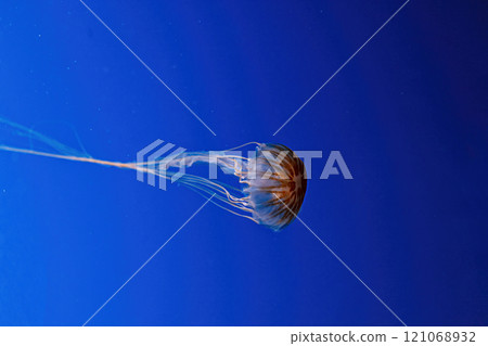 macro photography underwater northern sea nettle or brown jellyfish jellyfish 121068932