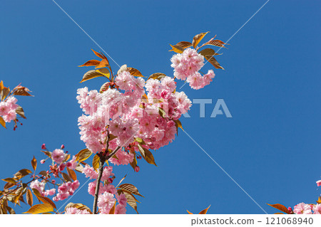 sakura blossom, sakura branches against the blue sky close-up 121068940