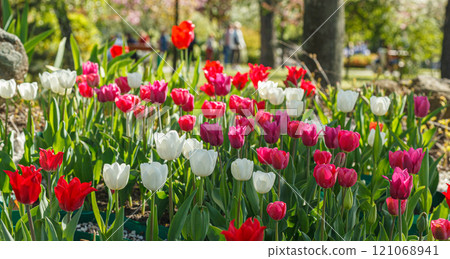 tulip bloom, beautiful field of tulips 121068941