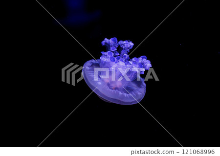 underwater shooting of beautiful Cotylorhiza tuberculata underwater shooting of beautiful Cotylorhiza tuberculata 121068996