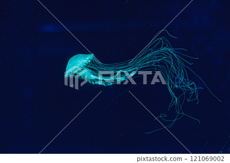 underwater shot of beautiful Chrysaora quinquecirha 121069002