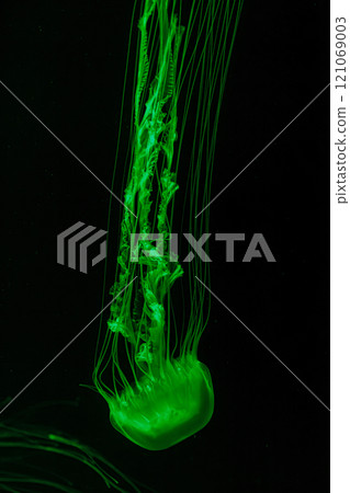 underwater shot of beautiful Chrysaora quinquecirha 121069003