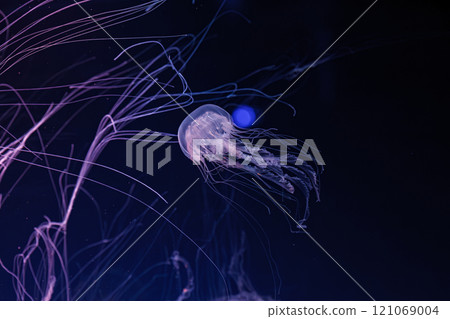 underwater shooting of beautiful Chrysaora lactea underwater shooting of beautiful Chrysaora lactea 121069004