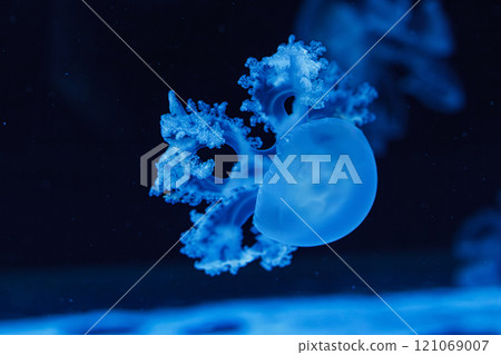 underwater shot of beautiful Marbled Jellyfish / Lychnorhiza Lucerna underwater shot of beautiful Marbled Jellyfish / Lychnorhiza Lucerna 121069007