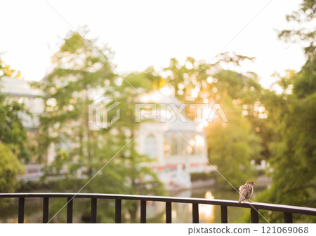 Small bird perched on railing in retiro park at sunset with crystal palace in background Small bird perched on railing in retiro park at sunset with crystal palace in background 121069068