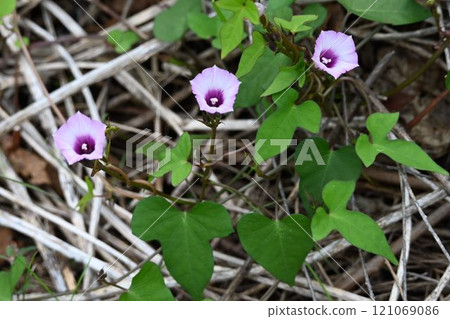 A cute naturalized plant called the starwort, with three small pink flowers with red centers, seen on the banks of the Mukogawa River. 121069086
