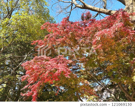 Autumn leaves trees 121069130