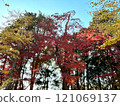Autumn leaves trees 121069137