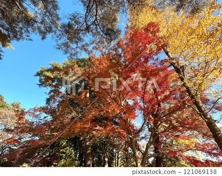 Autumn leaves trees 121069138