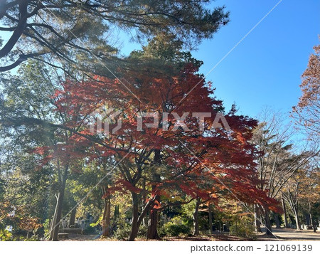Autumn leaves trees Autumn leaves trees 121069139