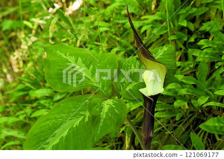 A grotesque snowdrop flower with a white rice cake-like appendage inside the spathe that grows from the side of the bird's foot-shaped leaves. 121069177