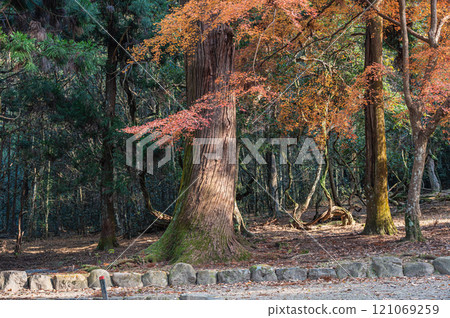 奈良公園之森 121069259