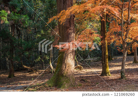 奈良公園秋葉林 121069260