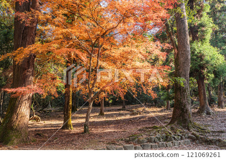 奈良公園秋葉林 121069261