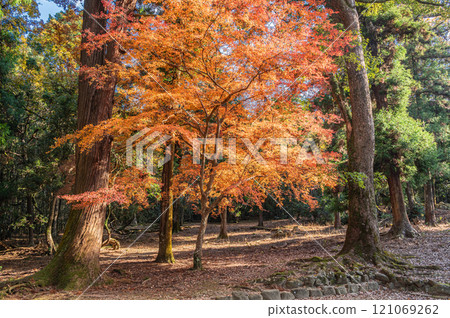 Nara Park: Autumn leaves forest 121069262