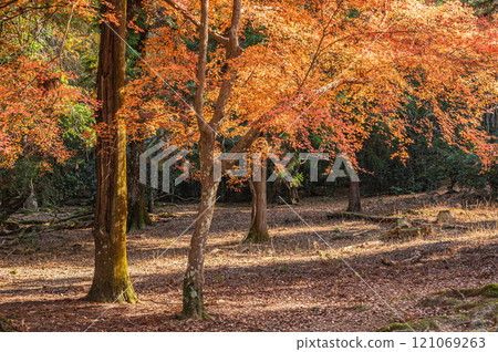 奈良公園秋葉林 121069263