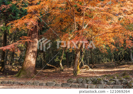 Nara Park: Autumn leaves forest 121069264