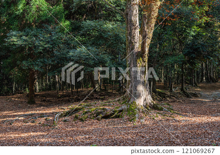 The trees of Nara Park 121069267