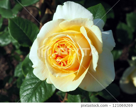 Rose garden 121069269