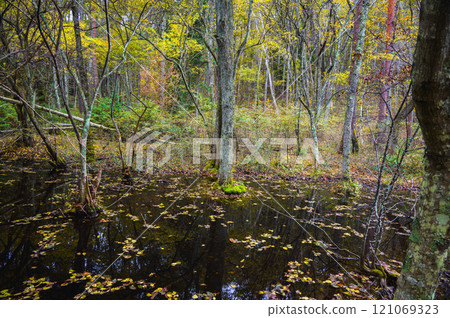 Mysterious Swamp [Nagano Prefecture] 121069323