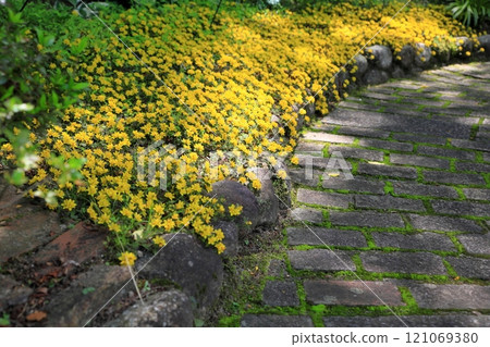 Ricimakia's Flower Midnight Sun Ricimakia's Flower Midnight Sun 121069380