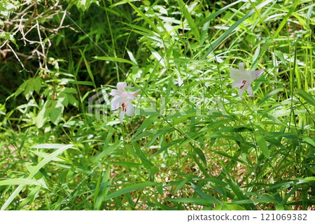 Refreshing lily flower Refreshing lily flower 121069382